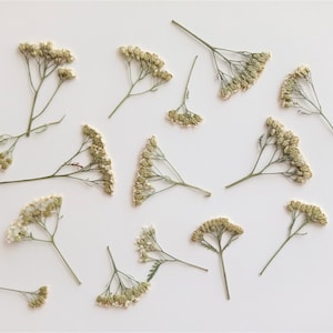 Fiori selvatici pressati 15 pezzi, steli di achillea pressati secchi, piante botaniche bianche pressate