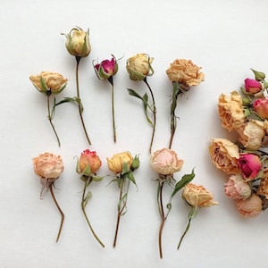 Rose piccole essiccate 5 pezzi, Rose multicolori essiccate, Piccole rose miste per lavoretti di nozze