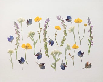 Juego de 25 flores prensadas variadas, flores planas reales, vegetación prensada para manualidades
