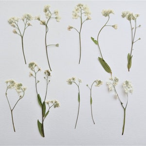 Pressed white forget me not flowers 10pcs, Tiny dried myosotis flowers, Pressed mini flowers for resin crafts
