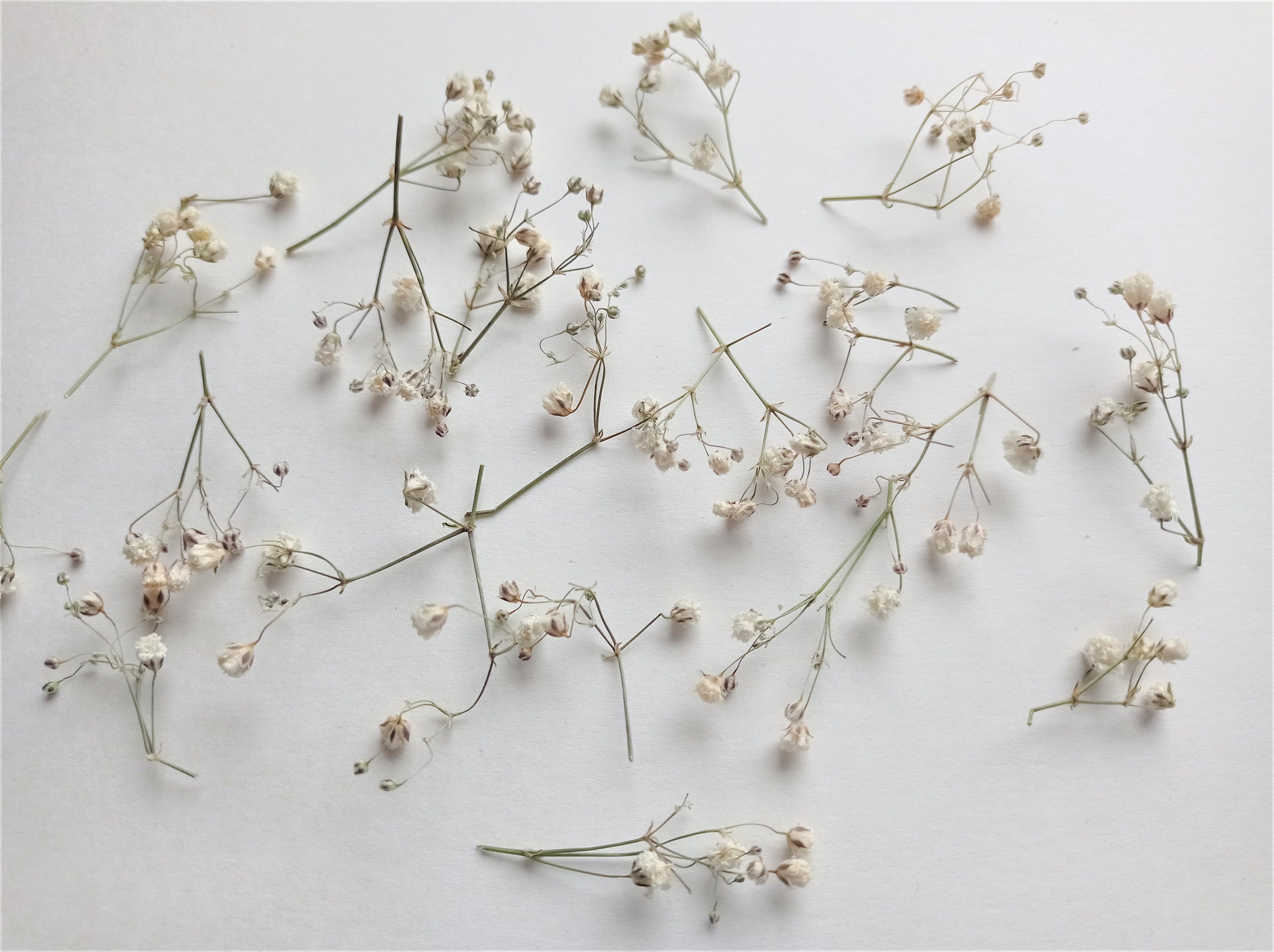 Bulk Dried Gypsophila l Wholesale Baby's Breath for Weddings – Dried Flowers  Decor