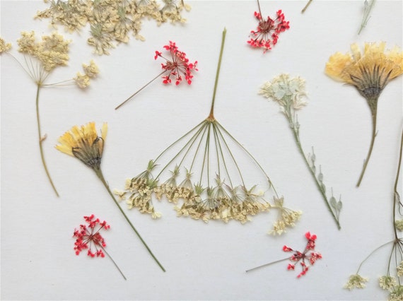 ODDAVA Dried Pressed Flowers 170+ Pcs Mixed Dried Flowers for