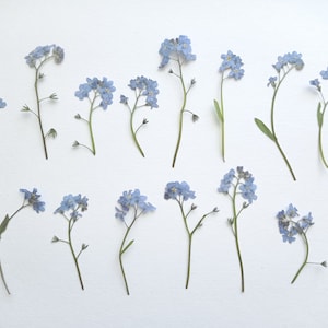 15/30 pcs fleurs myosotis pressées séchées, petites fleurs, mini fleurs bleues pour résine, art botanique, herbier