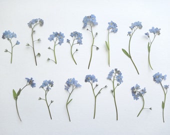 15/30pcs dried pressed forget me not flowers, Tiny flowers, Blue mini flowers for resin, botanical art, herbarium