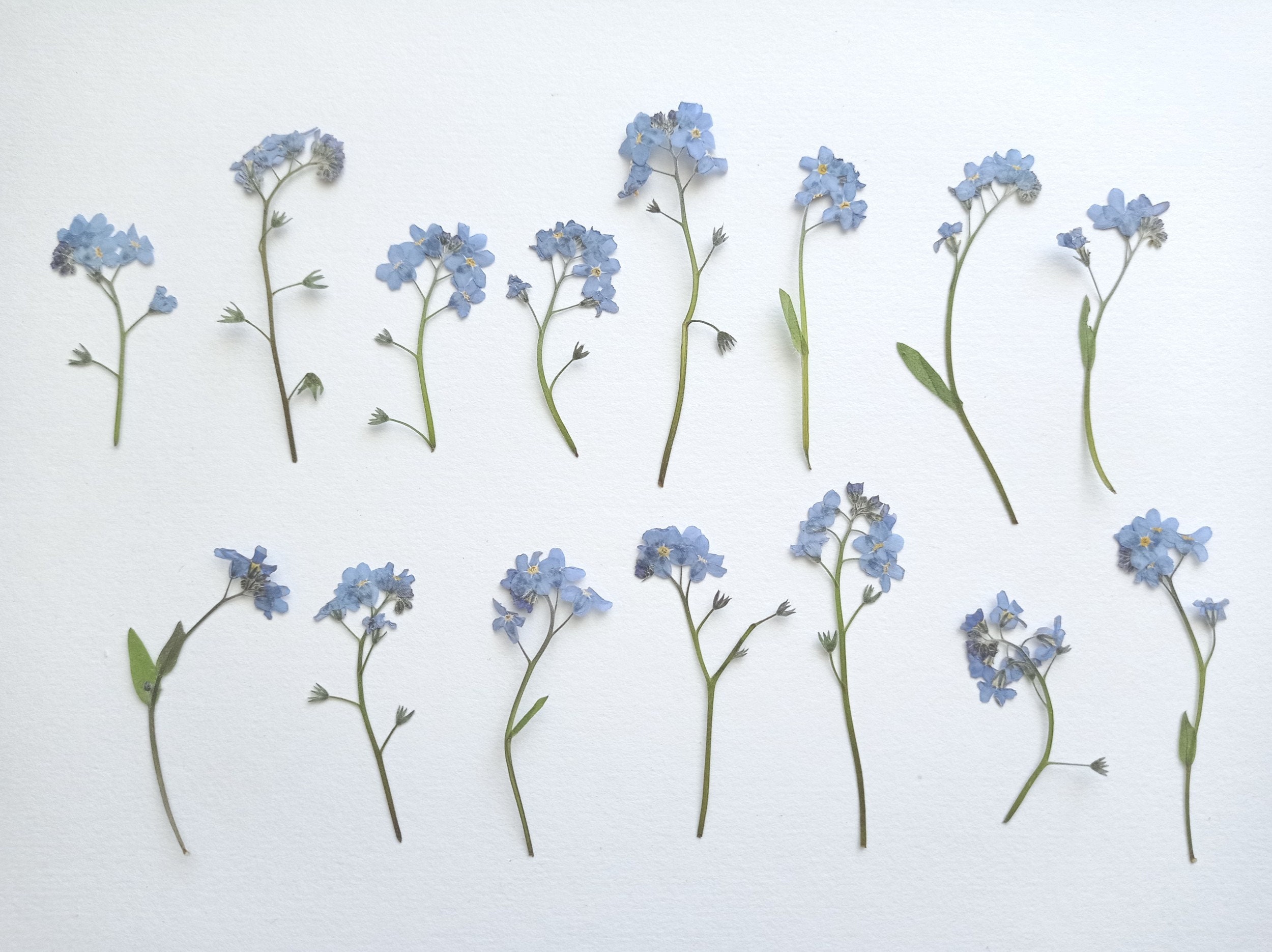  Mini Dried Pressed Baby's Breath Flowers - 100% Natural Flat  Real White Gypsophila Baby Breath Bulk, Pressed Flowers for Resin, Frame  Art, Scrapbooking, Wedding Invitation (Blue)