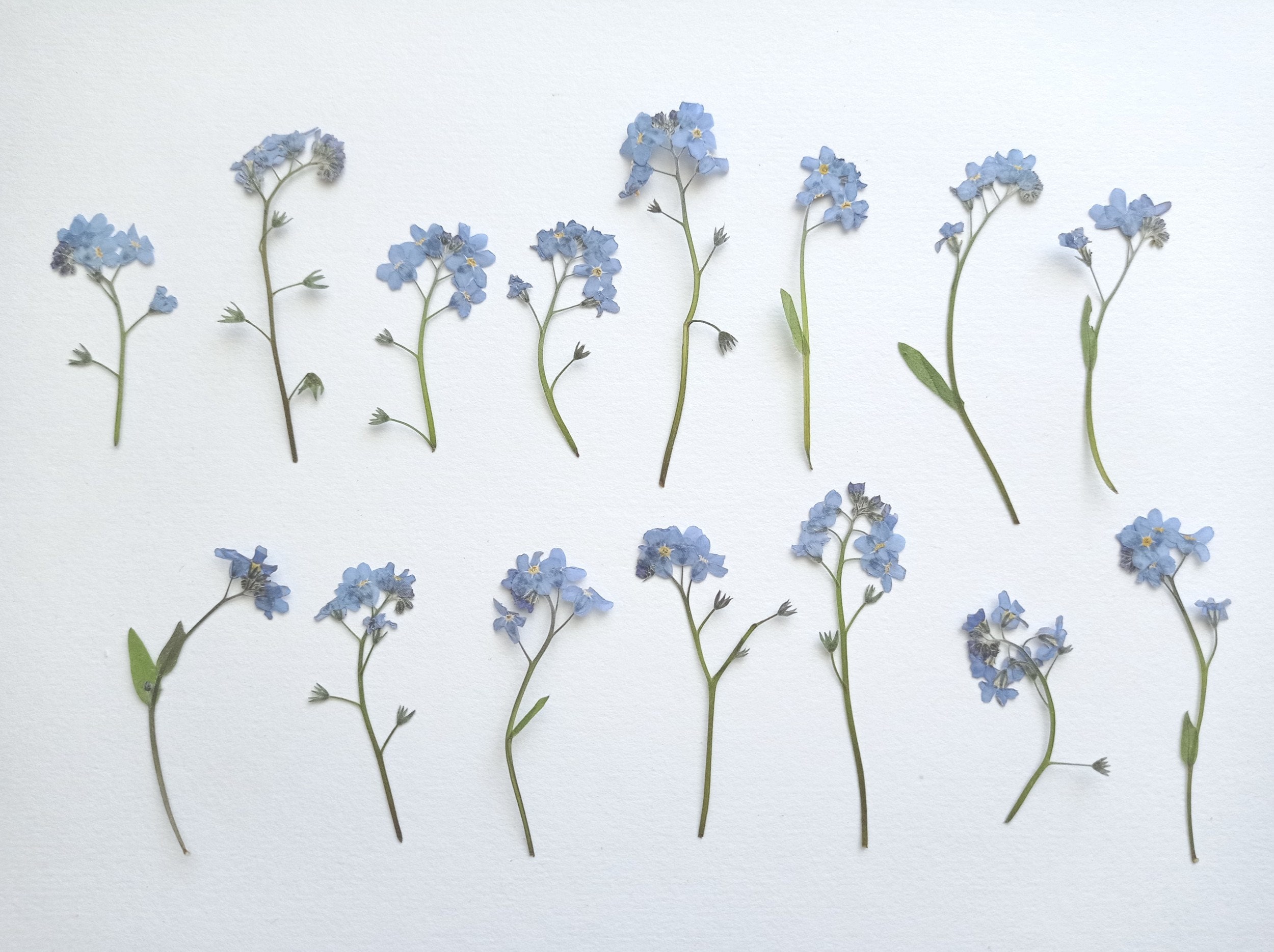 15/30pcs dried pressed forget me not flowers, Tiny flowers, Blue mini flowers for resin, botanical art, herbarium