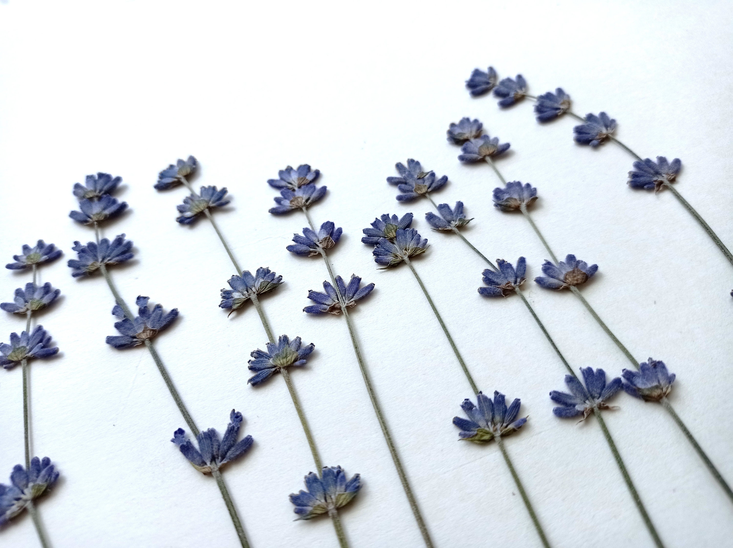 Lavender Flowers Air Dried Premium Blue Fragrant (90+ Stems)