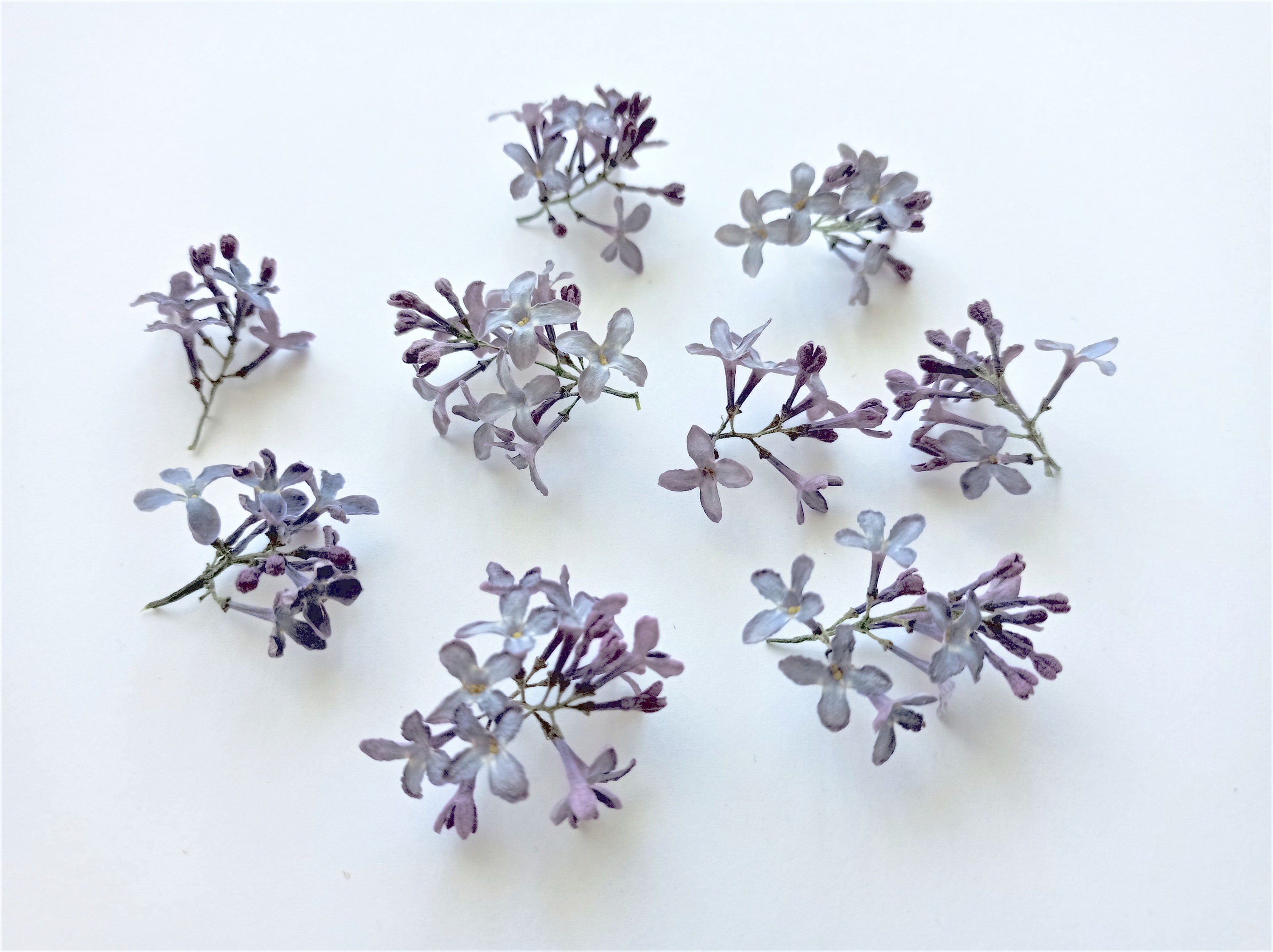 Dried Lilac flowers 5pcs Small purple flowers for resin Tiny Etsy