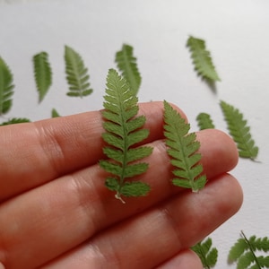 May include: A collection of pressed green fern leaves, some are held in a hand, others are scattered on a white surface.