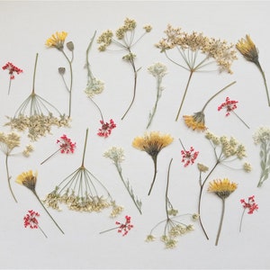 25 pezzi di mix di fiori gialli pressati, fiori selvatici pressati secchi, piccole piante verdi pressate per resina