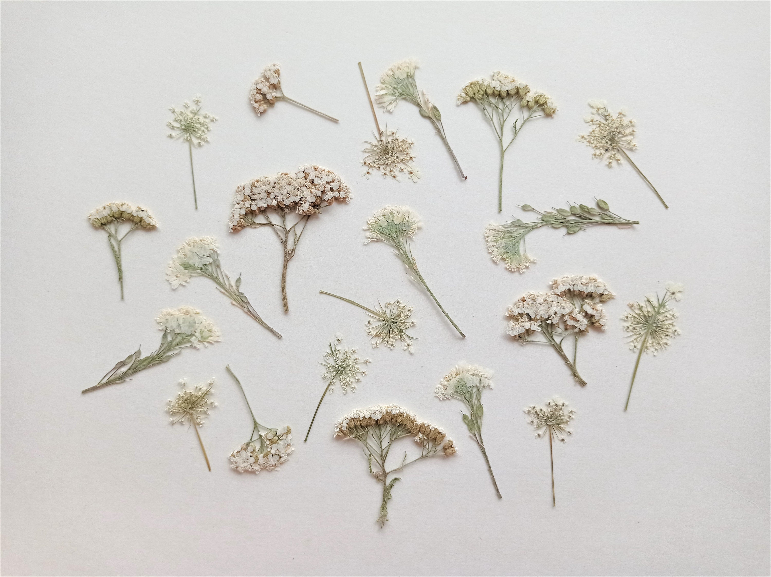 Dried Pressed Flowers For Crafts - Pressed Flowers Mix Pack - Dry