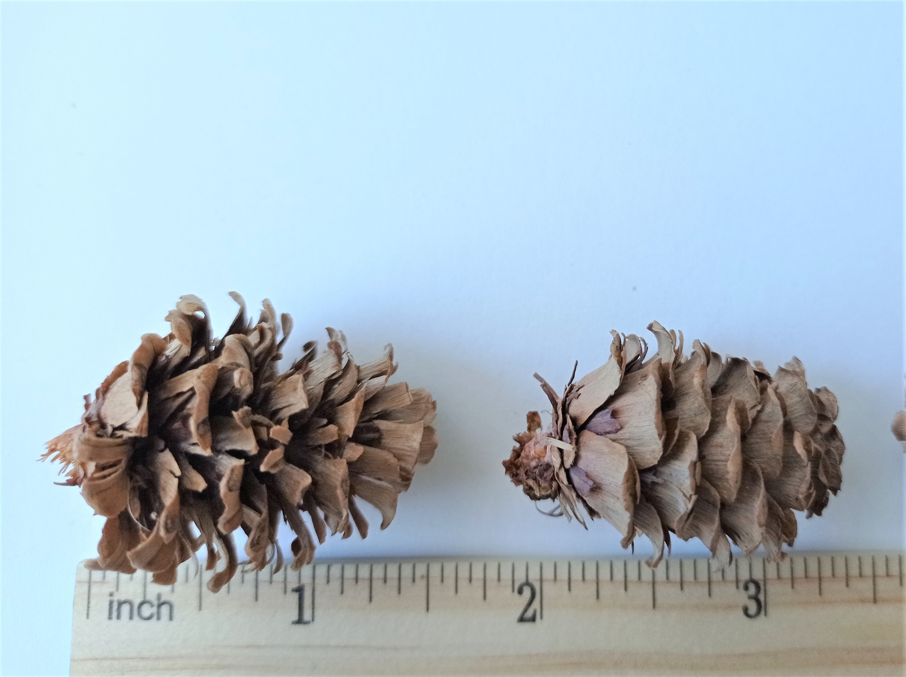 小さな天然カラマツの松ぼっくり、装飾用の松ぼっくり（20/40個