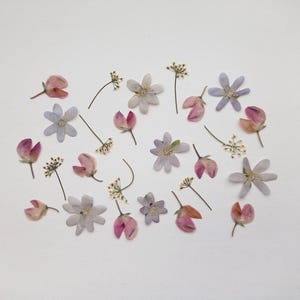 Set di fiori rosa pressati 25 pezzi, mix di fiori primaverili pressati secchi, fiori pastello pressati sfusi, verde pressato