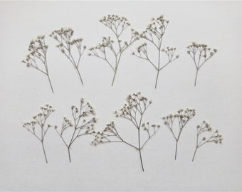 Pressed Baby's Breath Flowers: Tiny Grey Ivory Gypsophila, 10pcs
