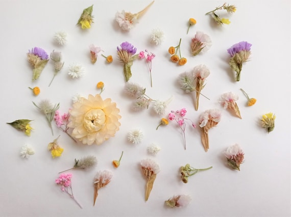 Fleurs Séchées Naturelles En Vrac - Lot De 6 Types Et Couleurs - Pour Bricolage, Résine, Bougies, Scrapbooking