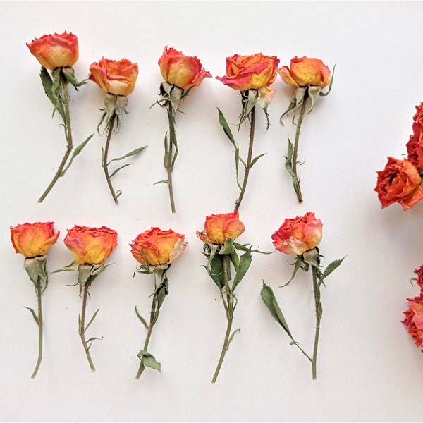 5pcs dried mini roses, Dried orange yellow roses, Tiny dried yellow pink roses for crafts