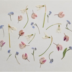 Ensemble de fleurs pressées 26 pièces, mélange de fleurs printanières pressées séchées, fleurs pastel pressées en vrac, verdure pressée