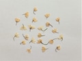 Pressed Lily of the Valley Blossoms: Tiny Ivory Flowers (20pcs) product logo