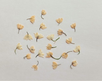 Pressed tiny ivory flowers 20pcs, Pressed lily of the valley blossoms, Miniature pressed flowers, Real pressed mini greenery
