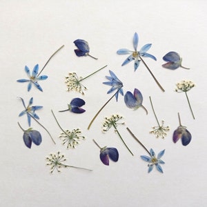 Ensemble de fleurs bleues pressées 18 pièces, mélange de fleurs d'été blanches pressées séchées, fleurs délicates pressées en vrac, verdure pressée, plantes botaniques pressées