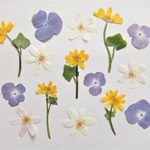 Lot de 15 fleurs mélangées pressées, vraies fleurs sauvages séchées, fleurs séchées plates, verdure pressée, plantes séchées