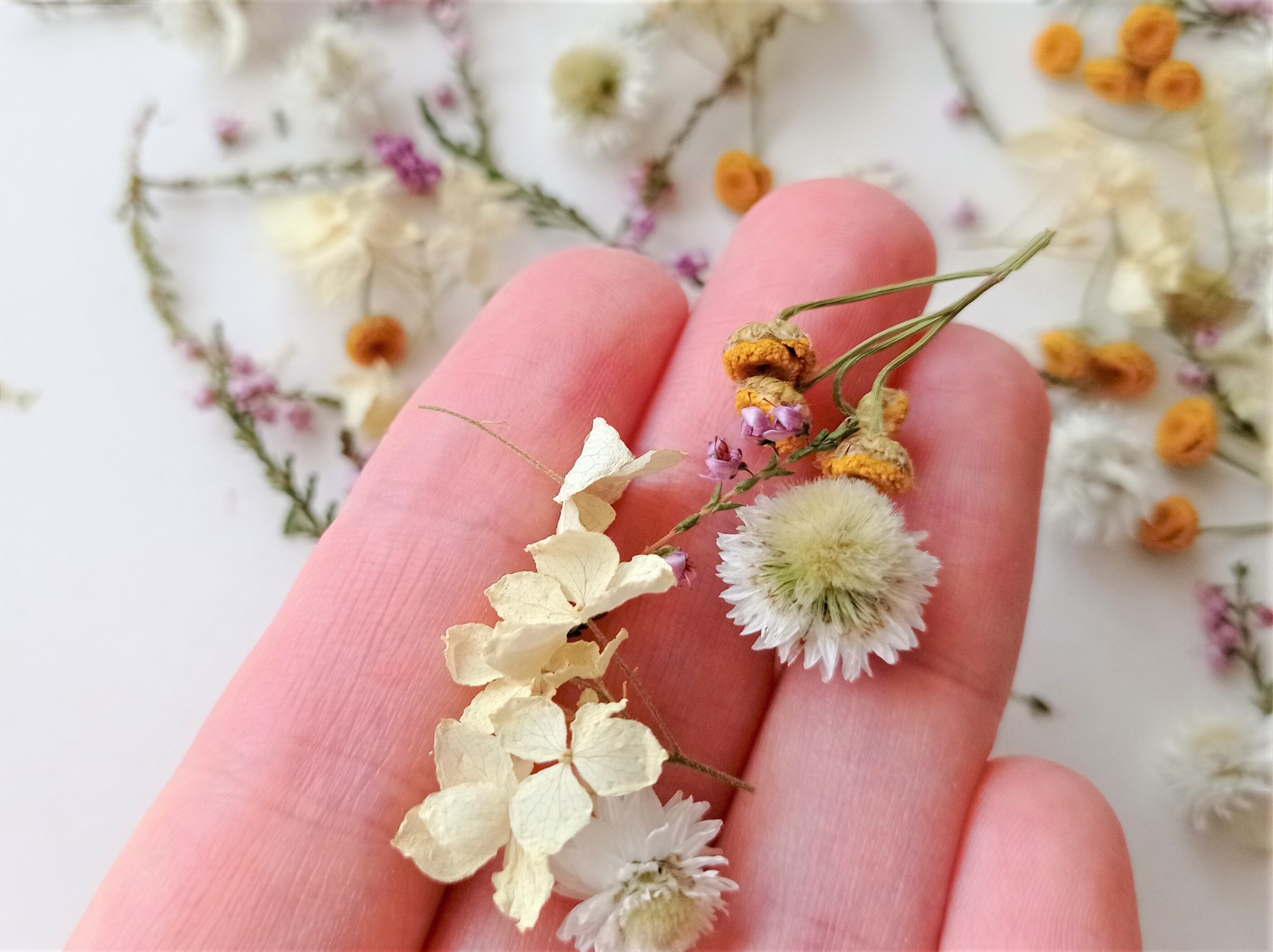 Tiny Dried Flowers, Assorted Mini Flower
