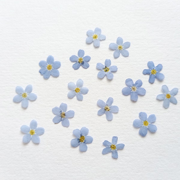 Pressed Forget-Me-Not Flowers 10/15/20pcs, Real dried blue flowers, Mini flowers for resin crafts, Wedding invitation card making, Myosotis