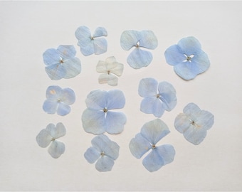 Dried pressed hydrangea flowers 12pcs, Dried blue green hydrangea, Real dried flower for resin jewelry, Wedding flowers