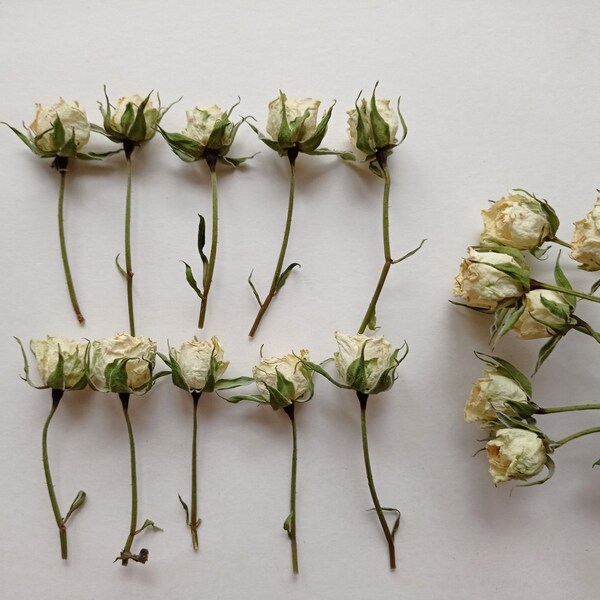 Tiny dried ivory roses 5pcs, Real mini white roses, Wedding decor flowers