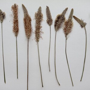 Fleur pressée séchée 7pcs, Verdure séchée, Fleurs sauvages séchées, Art des fleurs pressées
