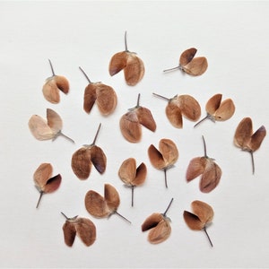 Fiore di terracotta pressato 20pcs, Lupino marrone minuscolo pressato, Mini fiori beige pressati per l'artigianato, Piccolo fiore in resina, Gioielli floreali fai da te