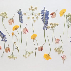 Pressed dried flowers 25pcs, Small pressed flower set, Dried flower mix for crafts