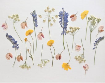 Pressed dried flowers 25pcs, Small pressed flower set, Dried flower mix for crafts