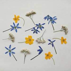 Lot de 15 fleurs pressées, mélange de fleurs d'été pressées séchées, fleurs délicates pressées en vrac, verdure pressée, plantes botaniques pressées