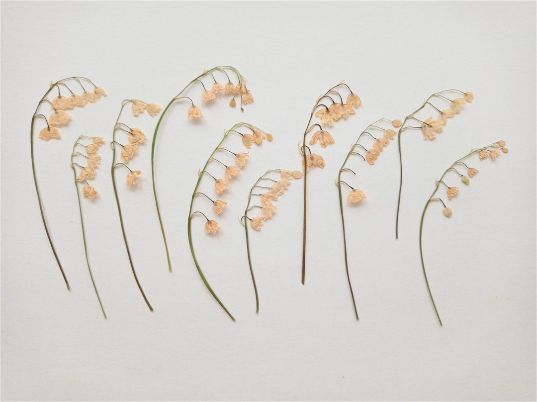 White Pressed Lily of the Valley Flowers 10pcs, Pressed Lilies, Real