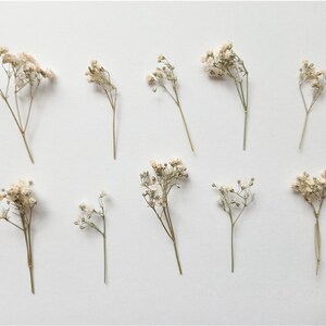 Pu&ograve; includere: Vista dall'alto di diversi steli di fiori di gipsofila essiccati su sfondo bianco. I fiori sono beige chiaro e gli steli marrone chiaro. La composizione &egrave; semplice ed elegante, ideale per l'artigianato o la decorazione.