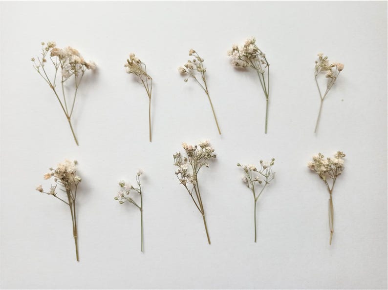 Pu&ograve; includere: Vista dall'alto di diversi steli di fiori di gipsofila essiccati su sfondo bianco. I fiori sono beige chiaro e gli steli marrone chiaro. La composizione &egrave; semplice ed elegante, ideale per l'artigianato o la decorazione.