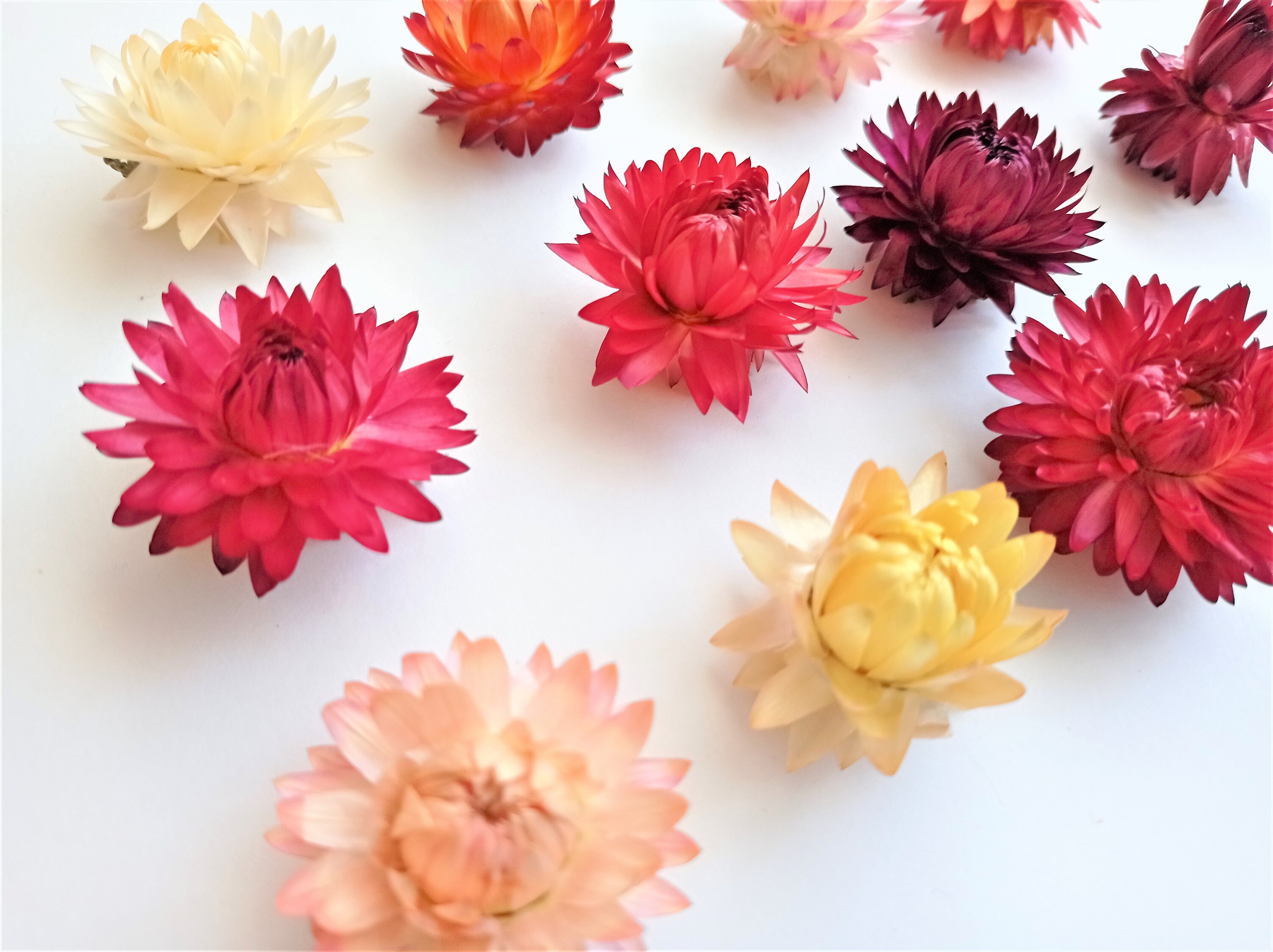 Strawflowers (Helichrysum) - Pink - Dried Flowers Forever - DIY