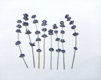 May include: A collection of dried lavender stems with vibrant purple flower heads. The stems are a natural green color, arranged against a clean white background. The image showcases the delicate beauty of the lavender.