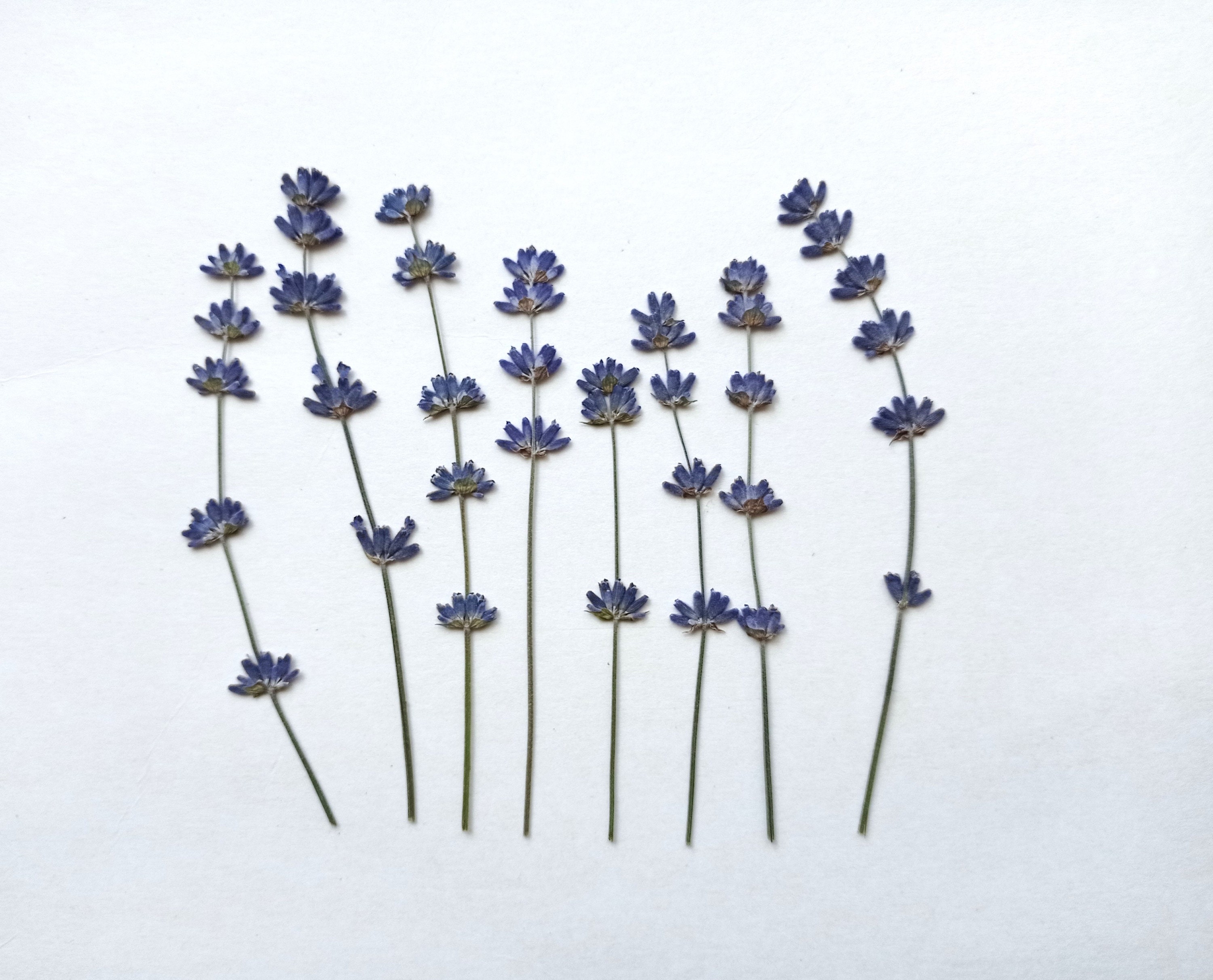 Lavender Flowers Air Dried Premium Blue Fragrant (90+ Stems)