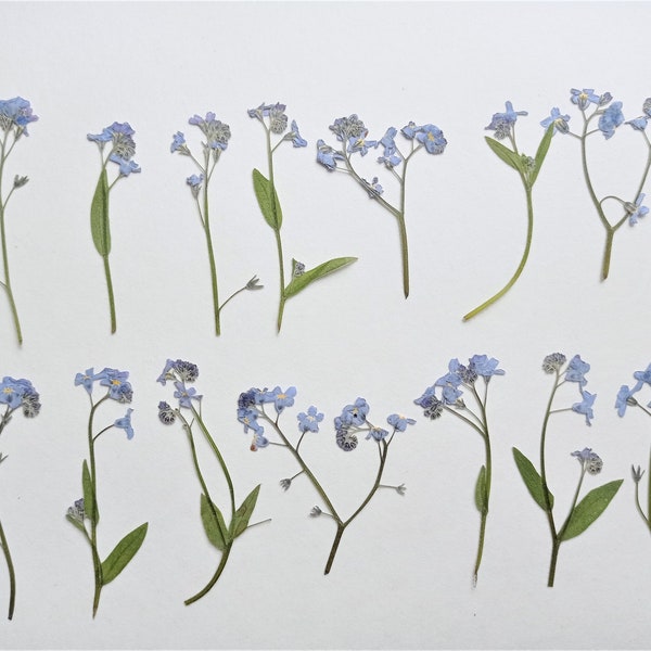 Dried pressed forget me not flowers 7/14pcs, Dried myosotis, Pressed blue flowers