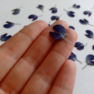 20 pcs dried pressed blue mini flowers, Small purple lupine, Pressed flower petals for botanical art
