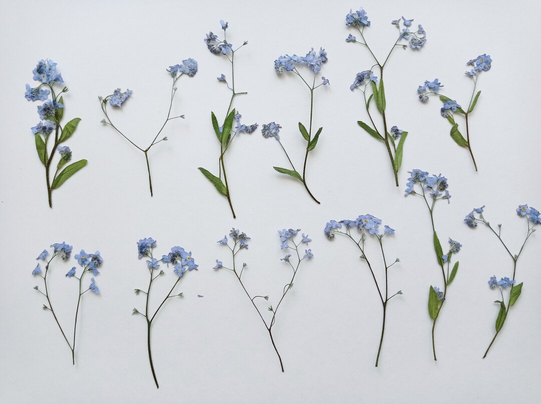 Set of 12 Pcs Long Pressed Me Not Flowers, Real Dried Tiny