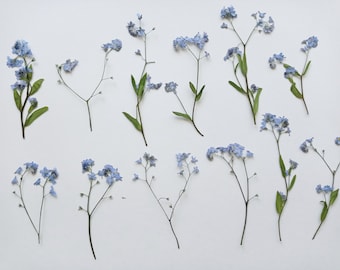 Set van 12 pc's lang ingedrukt vergeet me niet bloemen, echte gedroogde kleine bloem, natuurlijke droge blauwe bloemstelen voor ambachten, hars kunst