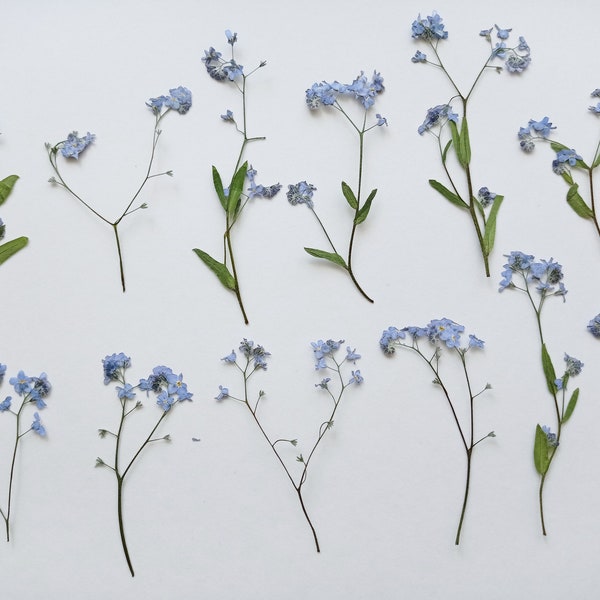 Set of 12 pcs long pressed forget me not  flowers, Real dried tiny flower, Natural dry blue flower stems for crafts, resin art