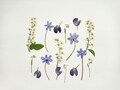 Pressed Flower Set: 16pcs Dried Spring Wildflowers, Pastel Floral Mix product logo