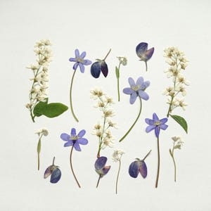 Juego de 16 flores prensadas, mezcla de flores de primavera secas prensadas, flores pastel prensadas a granel, vegetación prensada
