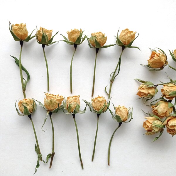 Yellow Dry Roses Dried White Roses - Etsy
