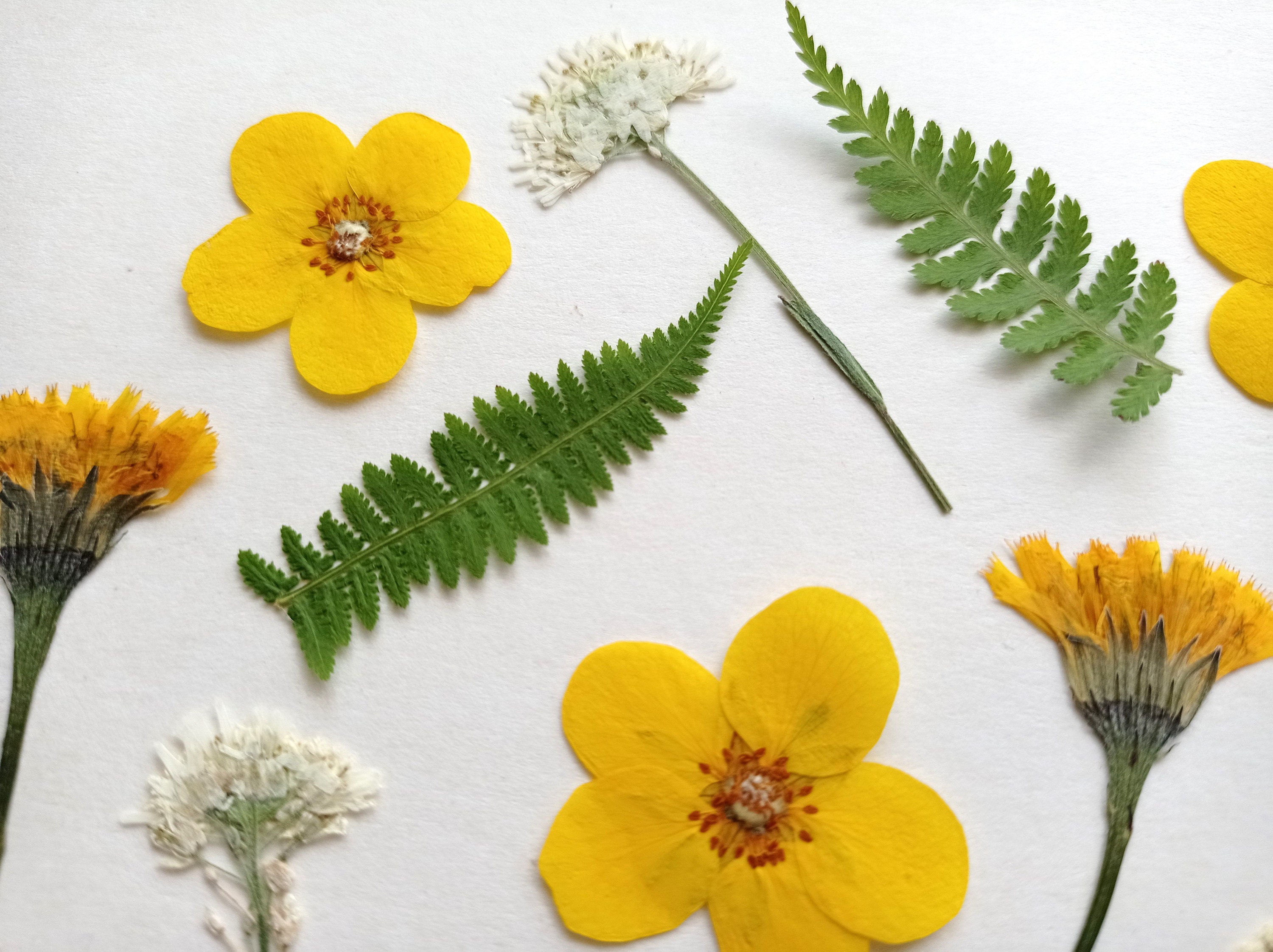 Little Mixed Bunch of Dried Wildflowers, Yellow Spring Bundle of