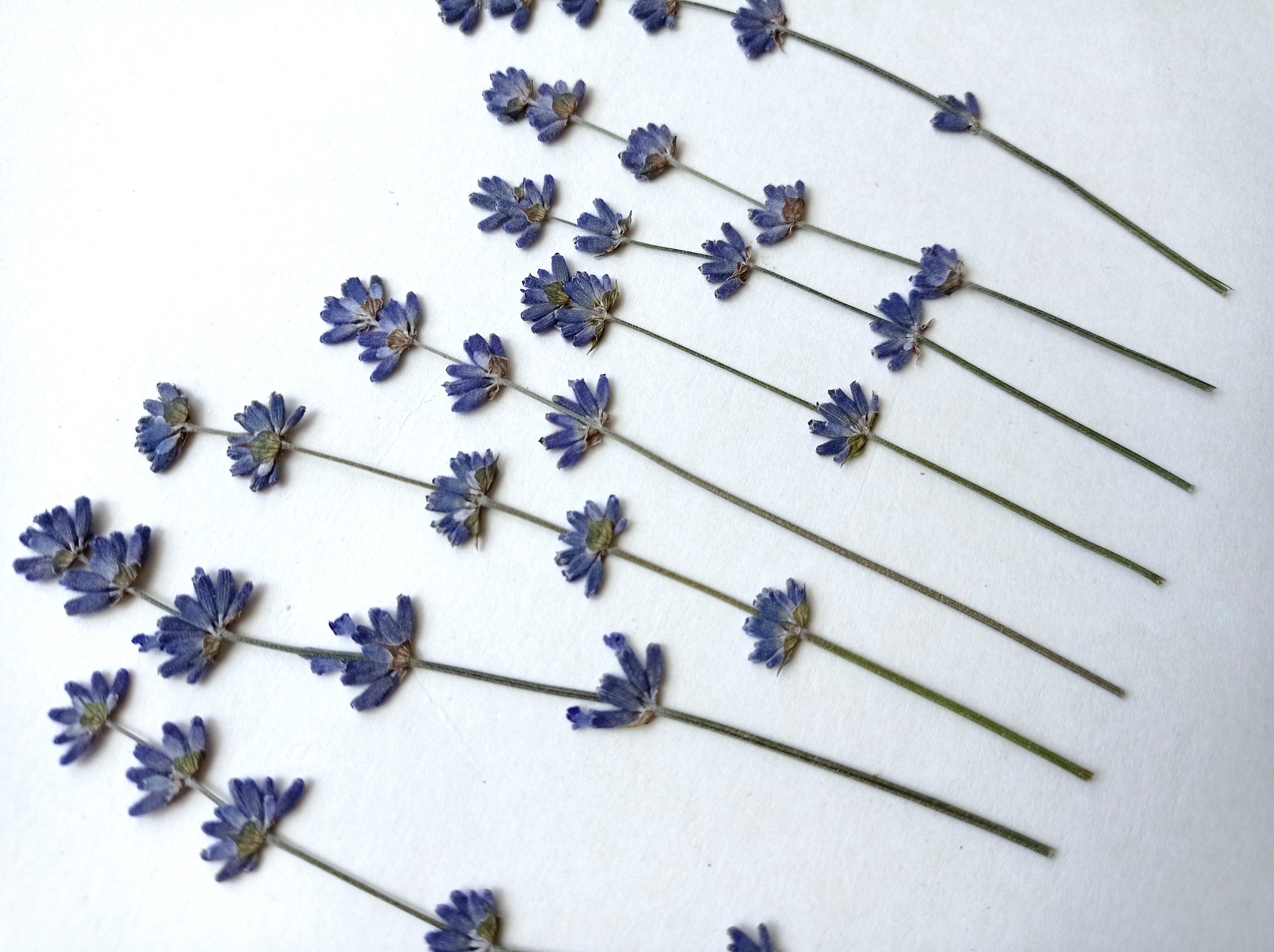 Lavender Flowers Air Dried Premium Blue Fragrant (90+ stems) - Quick Candles